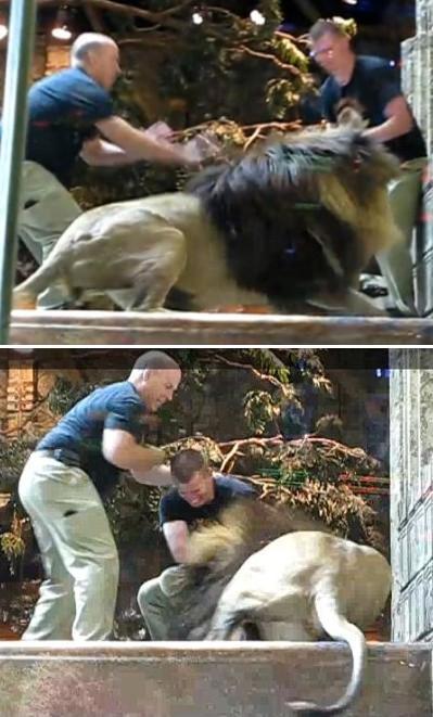 ʨ���ϸ��ٱ������ֳ������ع� �̵㶯��ɧ������˲��/��ͼ