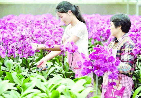 淮安淮阴台湾农民创业园工人修剪蝴蝶兰鲜切花