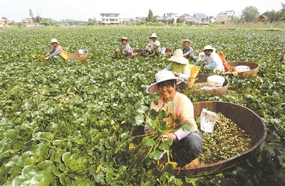 菱角大量上市季节 泰州姜堰淤溪镇菱角丰收