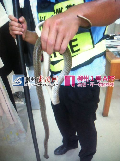 衣服店内试衣遭遇一米多的蛇刚想脱美女被吓网美女韩国图片