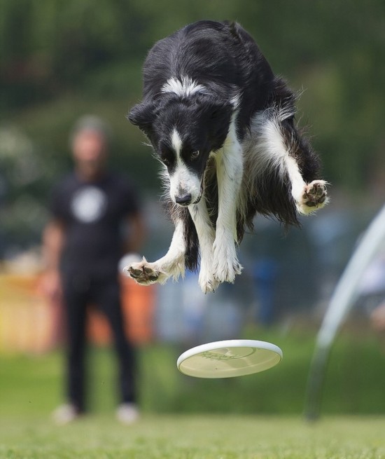 意大利狗狗比赛接飞盘 可跳1米8高