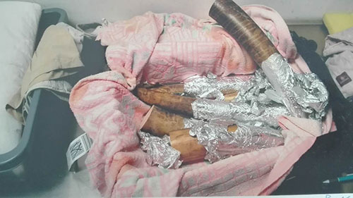 女子从科特迪瓦走私象牙获刑 称为收藏不知违