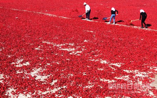 甘肃玉门:花海辣椒映红致富路(高清组图)