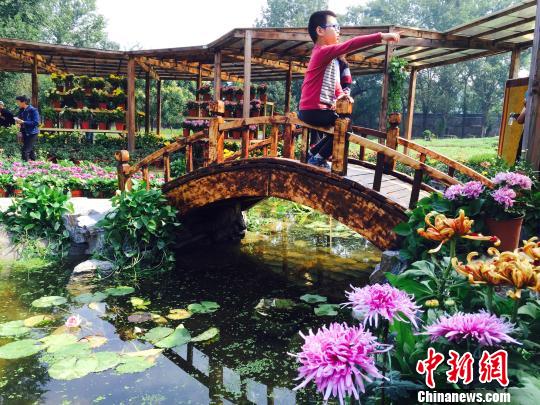 承德避暑山庄15万株菊花待客赏 庄内菊花可追