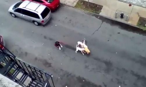 美国女子命斗牛犬攻击老人 残忍撕下老人耳朵