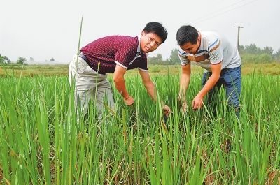 种一次收两茬:河南有了再生稻