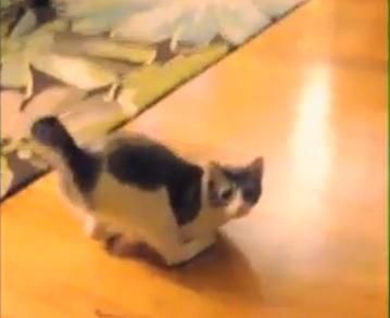 意志顽强的猫咪。