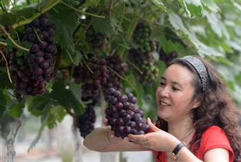 泰州姜堰合作社年产40万瓶葡萄酒 产值超千万