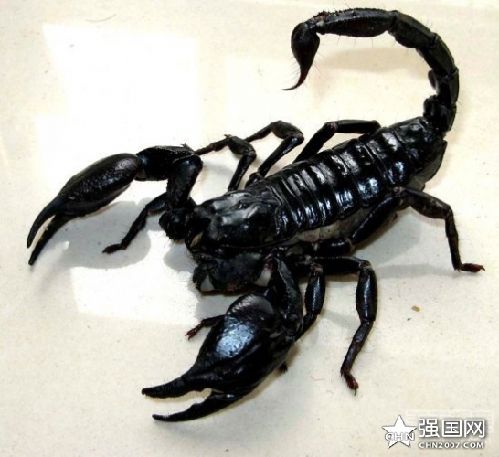 蛇心蝎子疯狂猜成语_蝎子纹身(3)