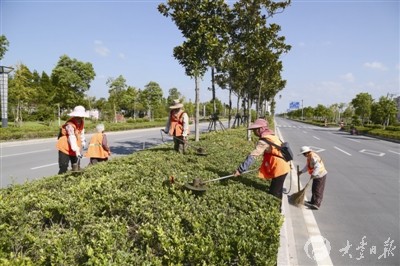图为绿化养护工人在西康路修剪绿化带. 王越 成冠 摄