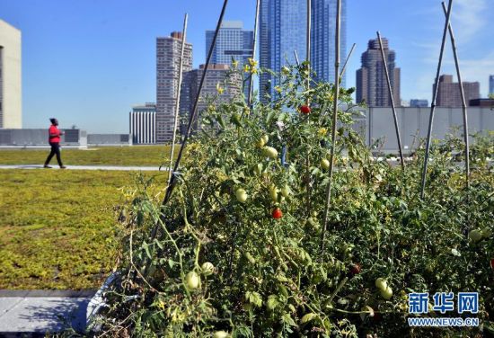 U.S.-NEW YORK-GREEN ROOF-ENERGY USE-REDUCTION