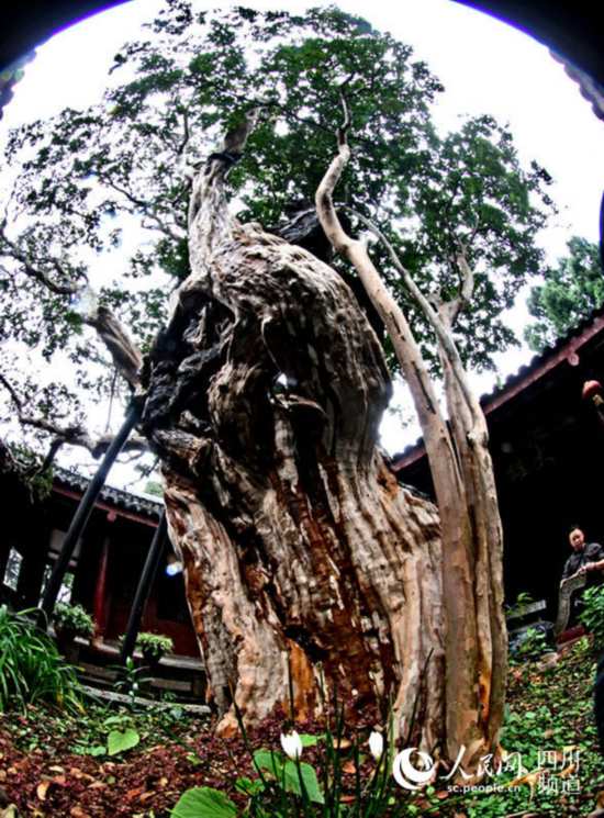 剑门关内1500年紫薇树仍繁花似锦
