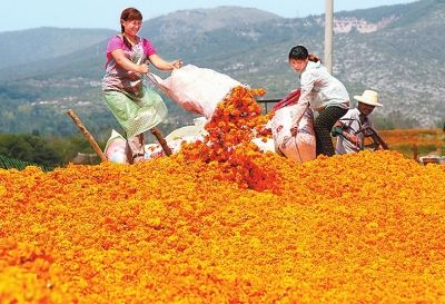 万亩菊花种植示范基地喜获丰收