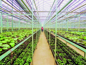 贵州药香绽芬芳 更待来日飘四方