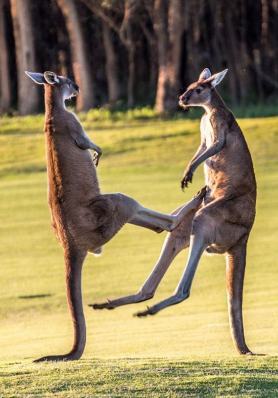 实拍澳两雄袋鼠为情打架拳击相向