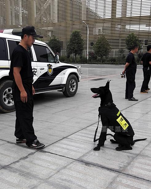 浙江频道 人民网宁波视窗 综合      2013年墨界黑狼犬在多个警犬基地