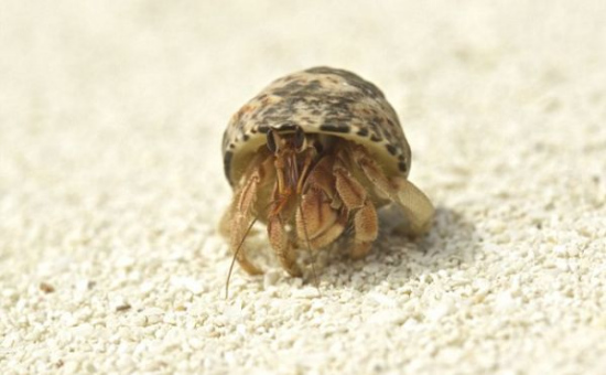 海洋垃圾太多!古巴海滩寄居蟹以牙膏塑料盖为