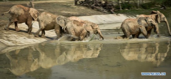 The new imported group of African elephants show up at Chimelong national rare animals and plants provenance center in Guangzhou, capital of south China's Guangdong Province, Sept. 24, 2015.