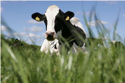 雅培菁智欧盟认证有机奶粉:丹麦有机牧场上生