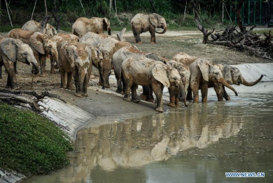 The new imported group of African elephants show up at Chimelong national rare animals and plants provenance center in Guangzhou, capital of south China's Guangdong Province, Sept. 24, 2015.