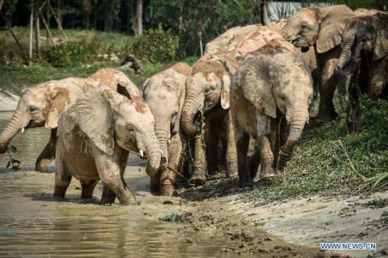 The new imported group of African elephants show up at Chimelong national rare animals and plants provenance center in Guangzhou, capital of south China's Guangdong Province, Sept. 24, 2015. 