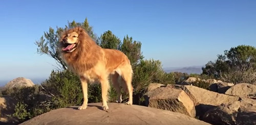 主人给狗狗拍特效视频 金毛爱犬一秒变狮子(图