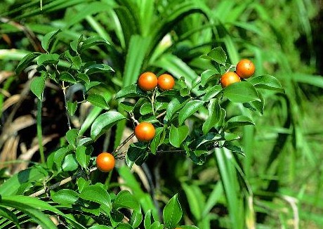 中国古代九大毒药 一滴就要人命