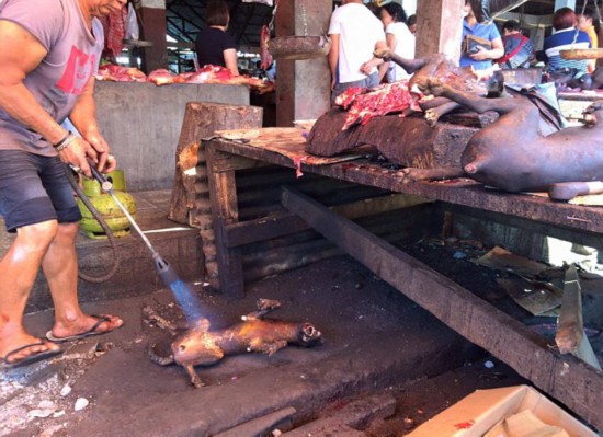 毫无人性!印度尼西亚市场残忍屠杀猫狗