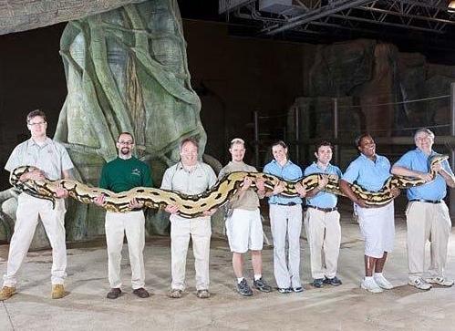 泉州4米长蟒蛇吃山羊时被制服 罕见巨蟒盘点(