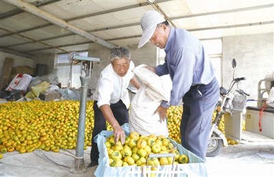 盐城大丰大中镇柿子开始收购 销往江浙沪等地