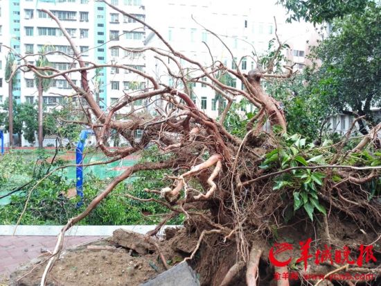 强台风彩虹袭击湛江霞山实验中学校园内大雕