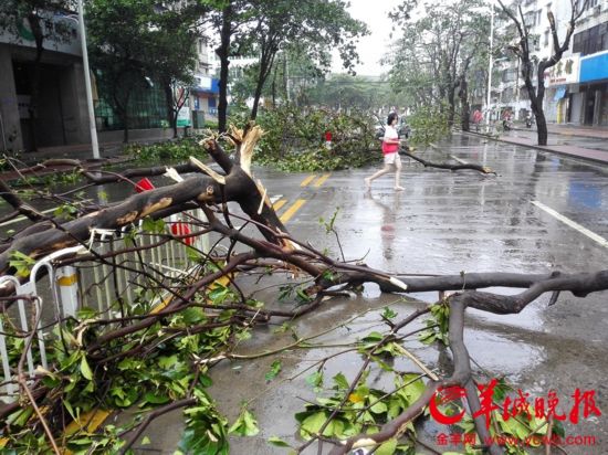 强台风彩虹袭击湛江霞山实验中学校园内大雕