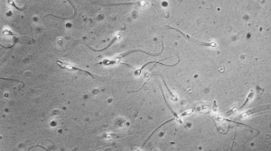 日本研制新男性避孕药:精子无法对卵子进行受