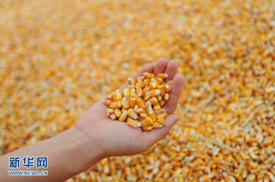 玉米新品种河南焦作实现机收籽粒