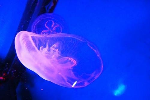 女星下海水母攻击70人蛰伤惨叫 被水母蜇伤如