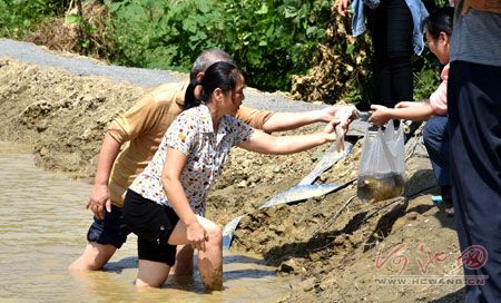 环江瑞良徒手抓鱼乐趣多