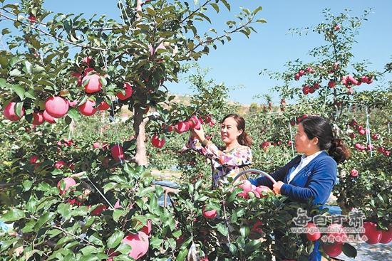 庄浪县紫荆红苹果全面成熟 吸引客商收购(图