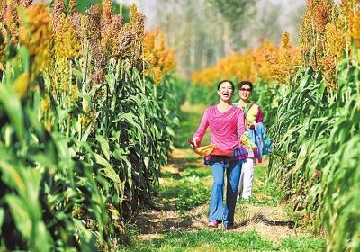 陪你一起看秋色,商丘的高粱红了--河南分网--人民网