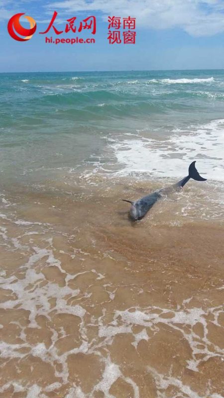 海豚