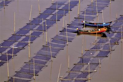 温州:霓屿紫菜第一茬芽头出水啦