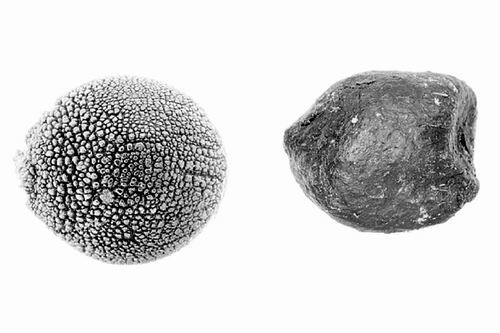 青草种子模拟羚羊粪便吸引蜣螂--科技--人民网