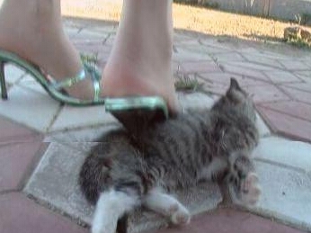 大学生虐猫拍视频 盘点手段残暴惹众怒的虐待