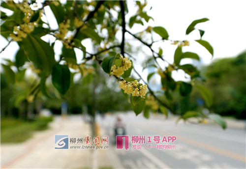 柳州市进入最香的季节 满城桂花争相盛开(组图