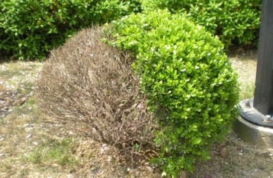 湖南现奇树:阴阳树一边枯萎一边长新叶 每隔5