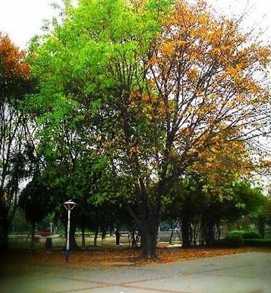 湖南现奇树:阴阳树一边枯萎一边长新叶 每隔5