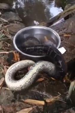 【图】缅甸蟒被村民砍头水煮 逃走又被抓回画面十分残忍血腥