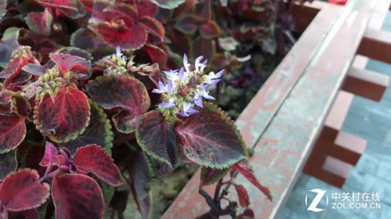 年度PK:三星S6 edge+对决iPhone6s Plus