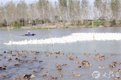 盐城大丰一合作社利用生态养殖 鹅鸭销路好