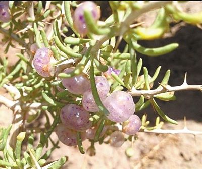 宁夏培育驯化出五色枸杞