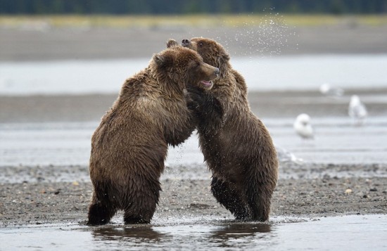 两只棕熊为晚餐激烈打斗 事后和好如初似兄弟